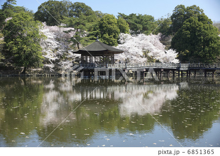 桜咲く浮御堂 桜咲く浮御堂 6851365
