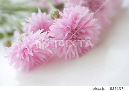 鮮やかなピンク色の矢車草 6851374