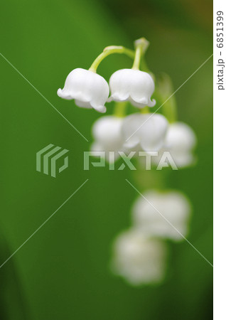 すずらん 6851399