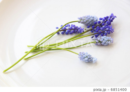 ムスカリ 6851400