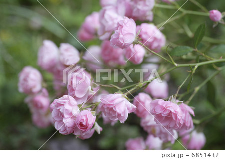 ガーデニング薔薇のコンテナ 6851432