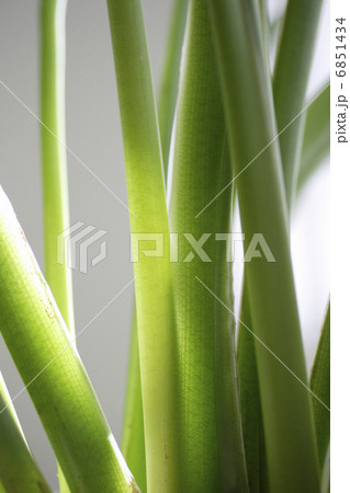 観葉植物グリーン 6851434