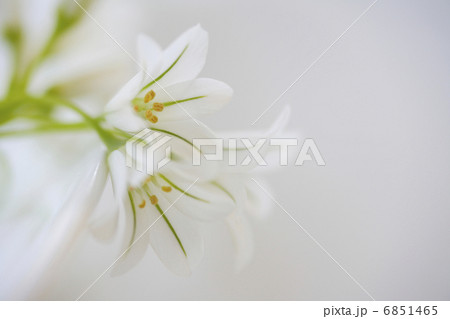 春の花アリューム 春の花アリューム 6851465