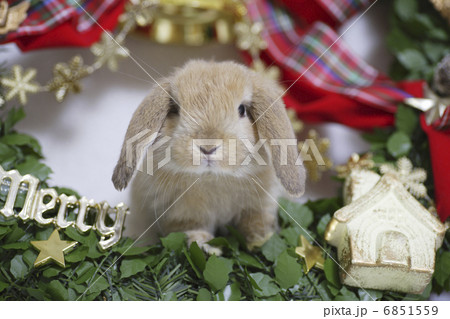 ウサギさんのクリスマス 6851559