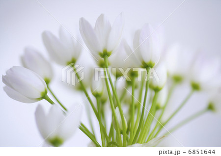 小さい白い花のアリュームのブーケの写真素材