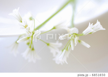 春の花アリューム 春の花アリューム 6851650