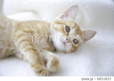白い毛布に寝ころぶ子猫 白い毛布に寝ころぶ子猫 6851655