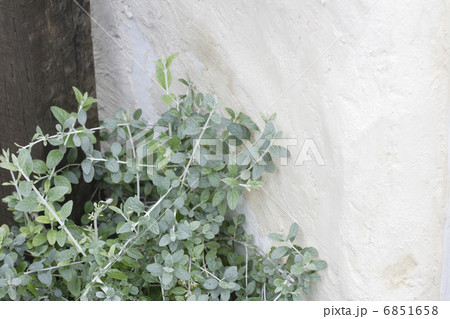 白い壁とヘリクリサム 6851658