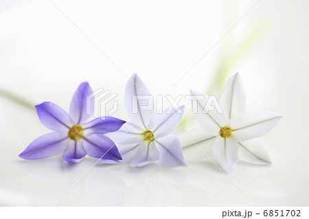 春の紫色の花ハナニラ 春の紫色の花ハナニラ 6851702