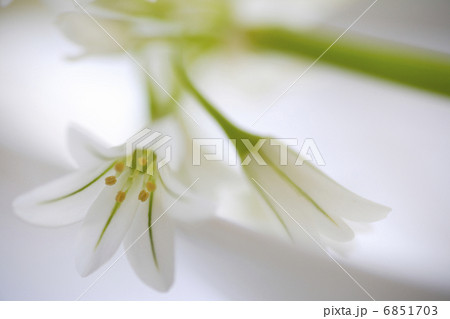 春の花アリューム 春の花アリューム 6851703