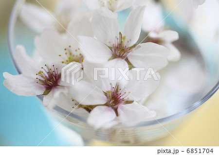 桜の花 6851704