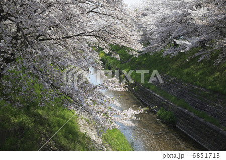 佐保川の桜 6851713