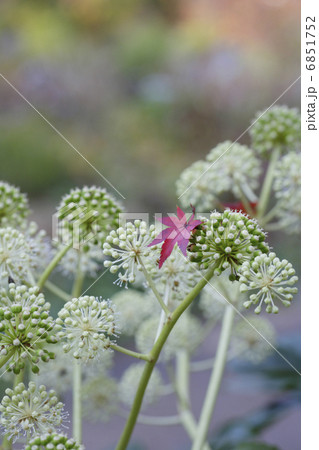 ヤツデの花の上に紅葉 6851752