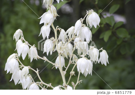 初夏に咲くユッカの白い花の写真素材