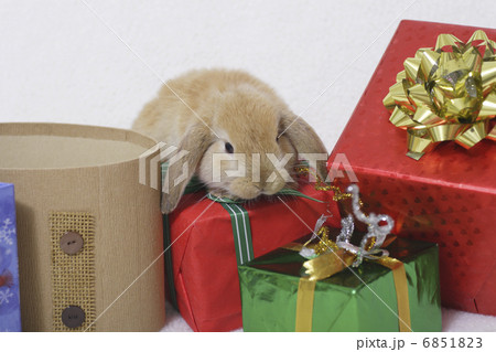 ウサギのクリスマス ウサギのクリスマス 6851823