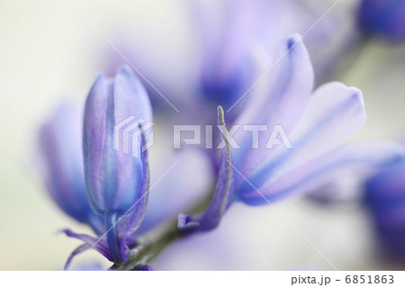 シラー・カンパニュラータ 6851863