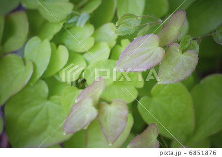 グラウンドカバーのイカリソウ 6851876