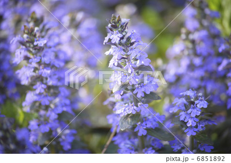 アジュガの紫色の花 アジュガの紫色の花 6851892