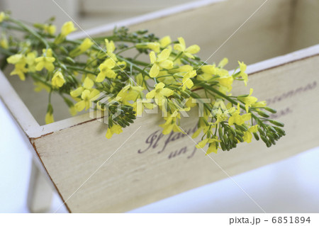 ブロッコリーの黄色い花とカントリー雑貨 ブロッコリーの黄色い花とカントリー雑貨 6851894
