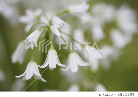 アリュームの花 アリュームの花 6851904
