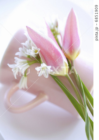 ピンクのチューリップとアリューム ピンクのチューリップとアリューム 6851909