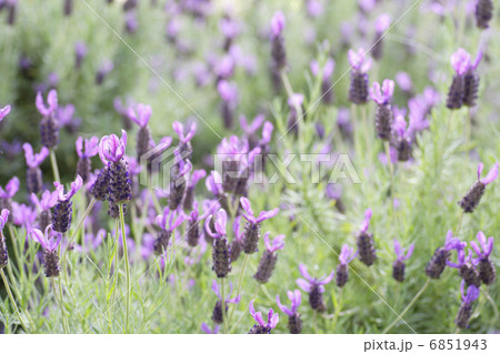 ラベンダー 6851943