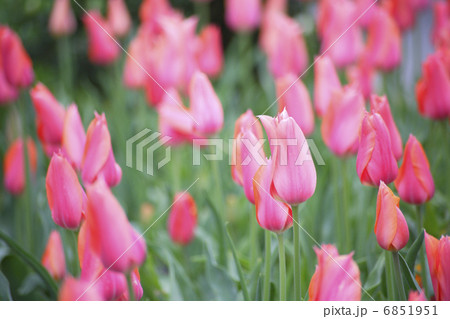 満開のチューリップ畑 6851951