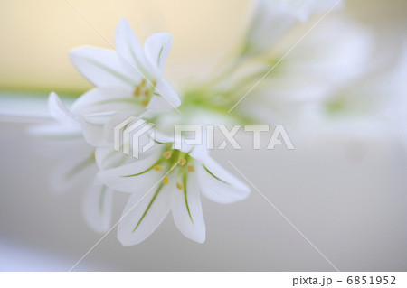 春の花アリューム 春の花アリューム 6851952