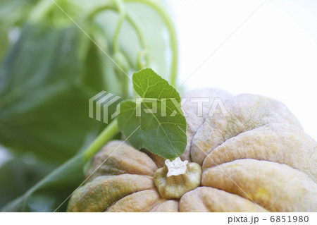 かぼちゃ 6851980