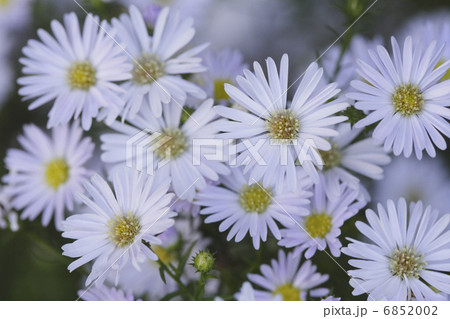庭に咲く白い孔雀草の花 6852002