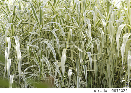 セイヨウフイリダンチク 6852022