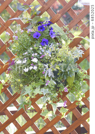 春の花の寄植えのハンギング 6852025