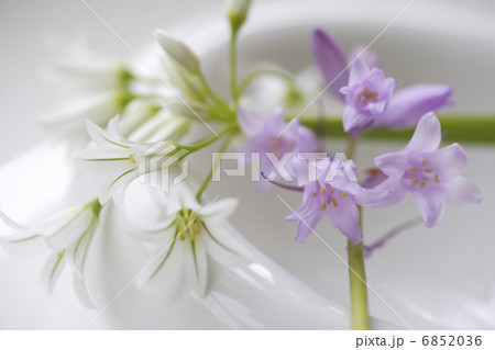 アリュームの花 アリュームの花 6852036