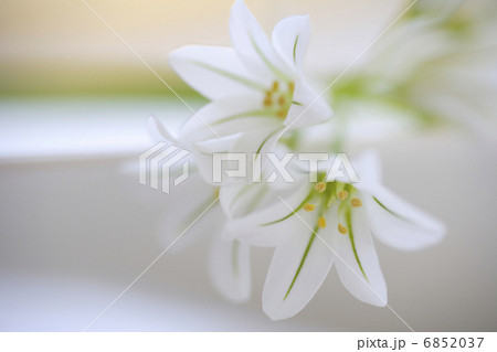 春の花アリューム 6852037