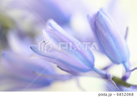 シラー・カンパニュラータ 6852068