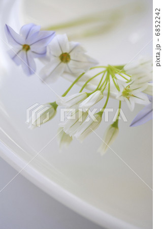 ハナニラとアリュームのイメージフォト ハナニラとアリュームのイメージフォト 6852242