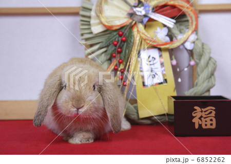 しめ縄とウサギのお正月 しめ縄とウサギのお正月 6852262