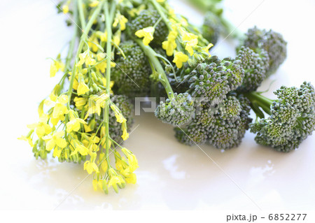 ブロッコリーとブロッコリーの黄色い花の写真素材