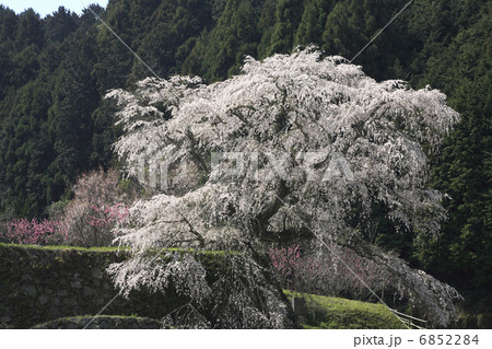 又兵衛桜 6852284