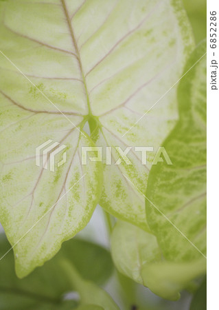 観葉植物のシンゴニウム 6852286