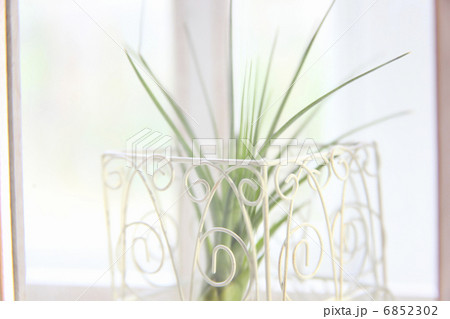 エアープランツ 6852302