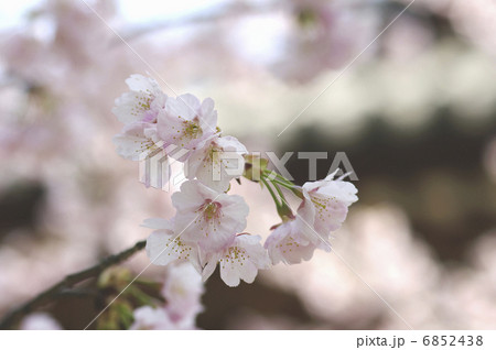 ヒカンザクラ 6852438