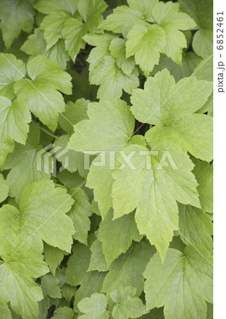 新緑のシュウメイギクの葉の写真素材