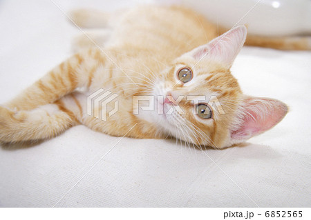 じゃれて寝ころぶ子猫 じゃれて寝ころぶ子猫 6852565
