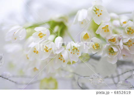 小さい白い花のアリュームのブーケ 小さい白い花のアリュームのブーケ 6852619