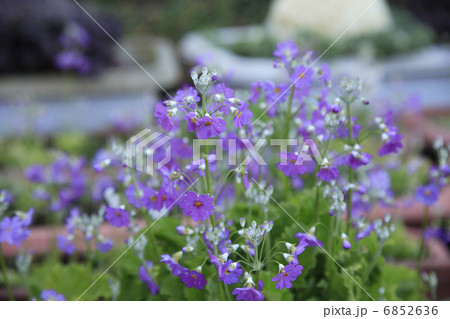 サクラソウ 6852636