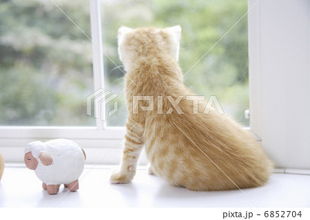 窓辺でポーズする子猫 6852704
