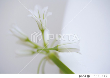 春の花アリューム 春の花アリューム 6852745