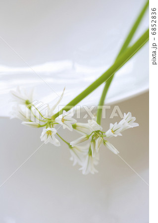 春の花アリューム 春の花アリューム 6852836