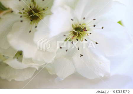 透きとおる白い花びらの梨の花 透きとおる白い花びらの梨の花 6852879